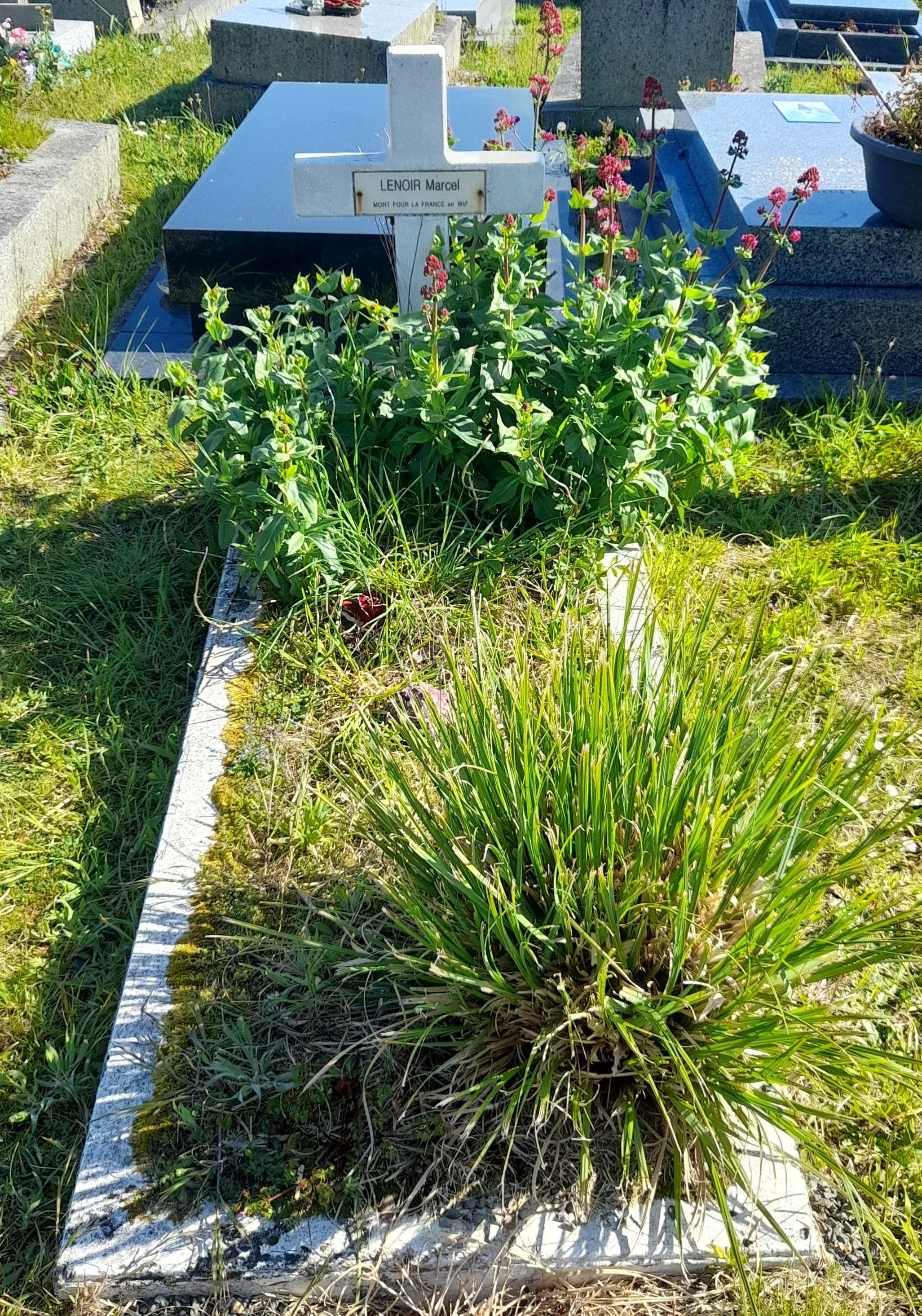 Lenoir Marcel sépulture cimetière Notre Dame de Granville (50)