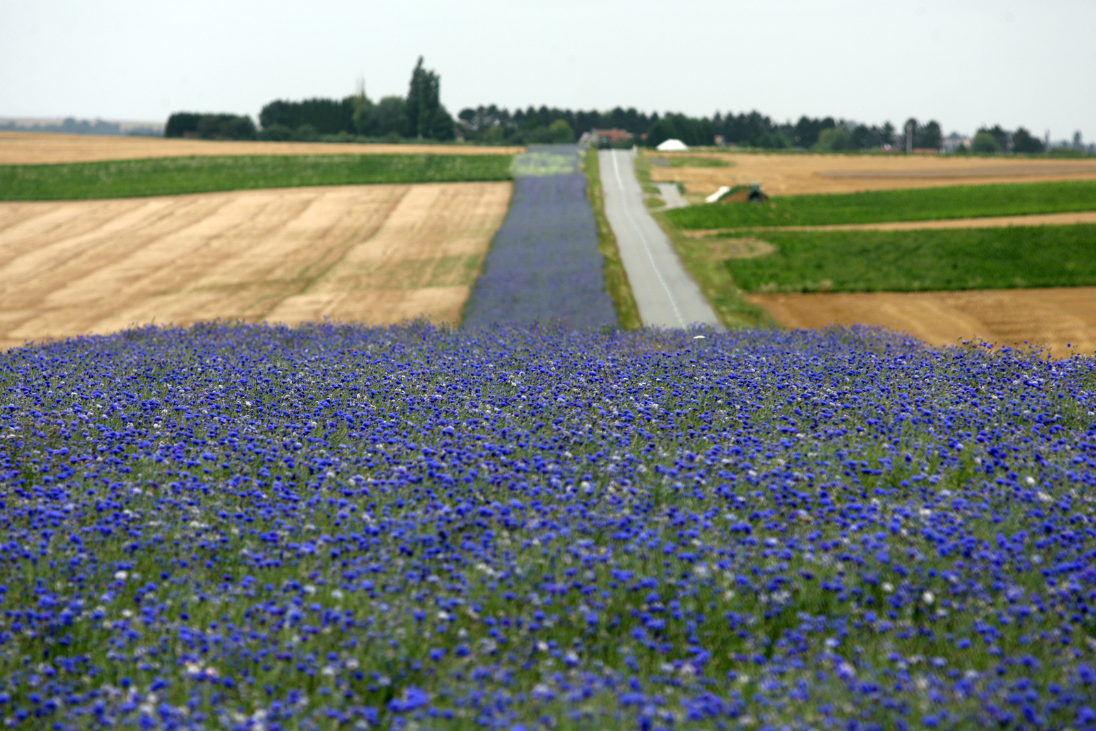 Bande de bleuets au bord de la route du Chemin des Dames (Aisne)
