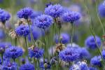 Bleuets sur le Chemin des Dames (Aisne)