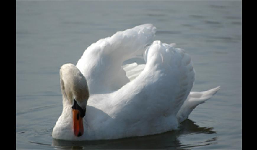 Cygne