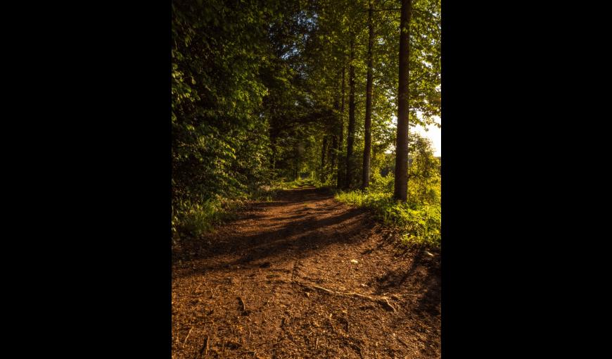 Chemin de la rosière