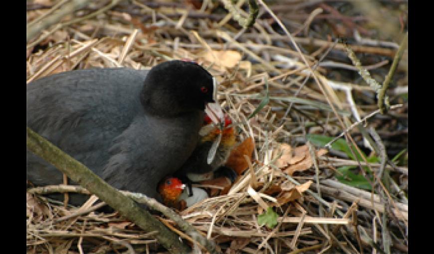 Foulque macroule et ses petits