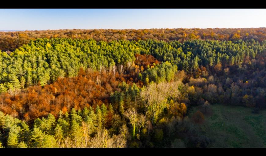 Forêt de Saint-Gobain