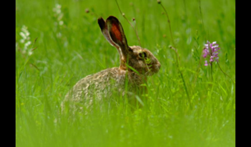 Lapin de Garenne