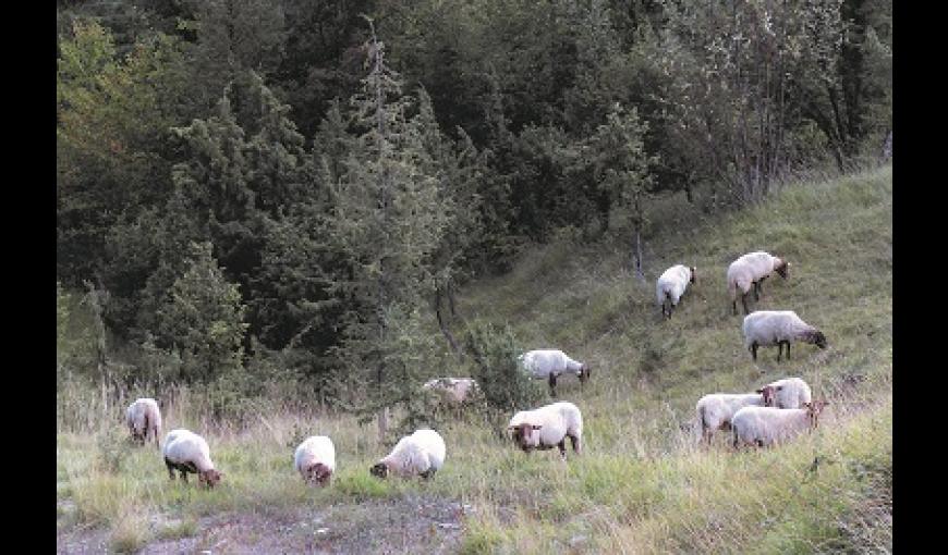 Moutons < Chermizy Ailles < Aisne