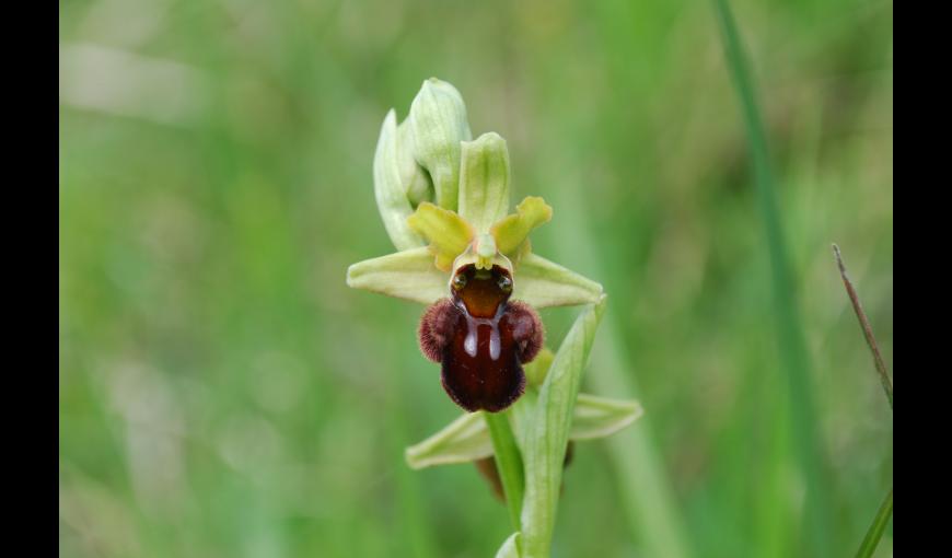 Ophrys sphegodes