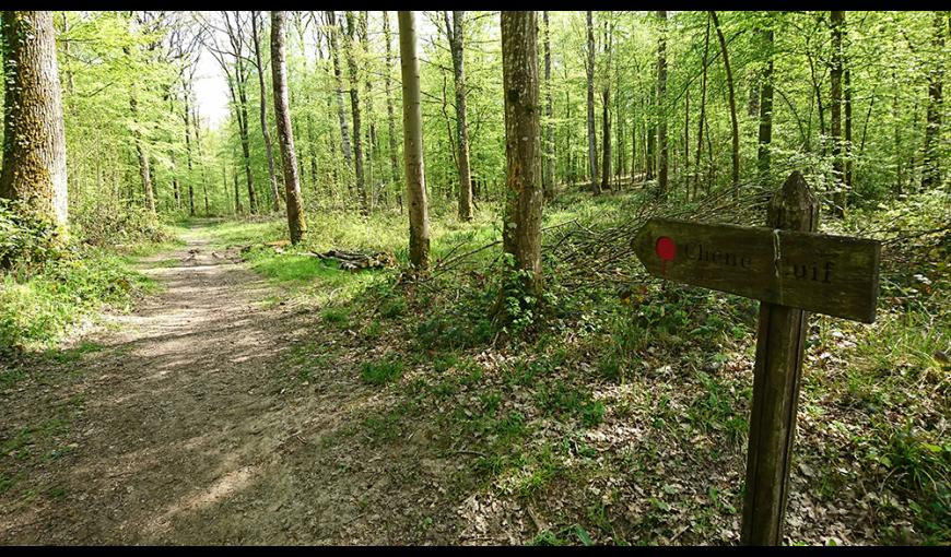 Forêt domaniale de Vauclair IV < Bouconville-Vauclair < Aisne < Picardie