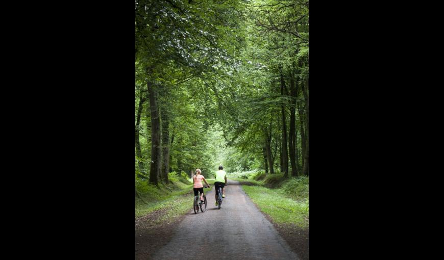 Velo en forêt de Saint Gobain