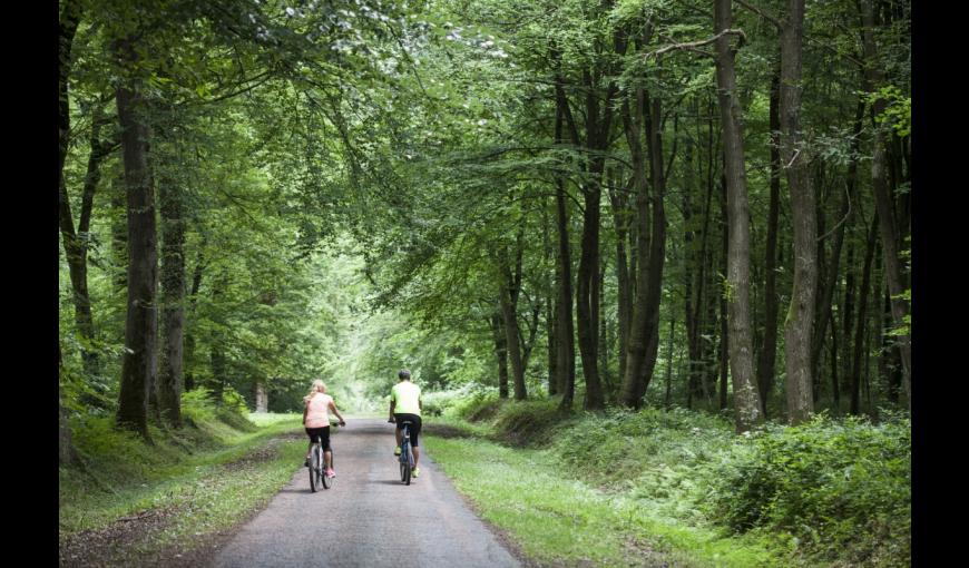 Velo en forêt de Saint Gobain