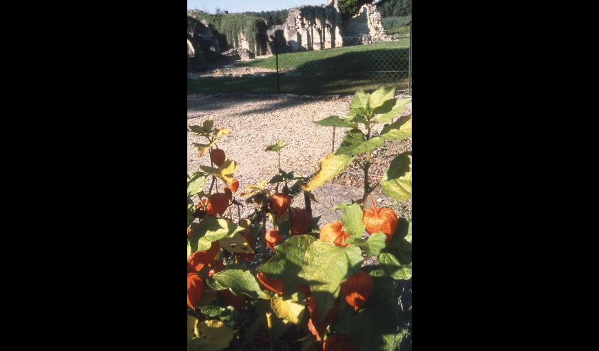 LE JARDIN A L'ABBAYE DE VAUCLAIR