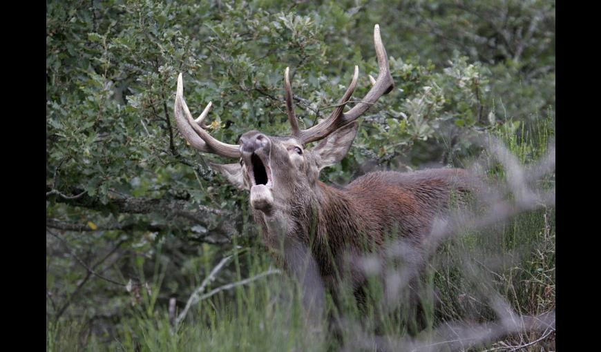 Brame du cerf < Aisne