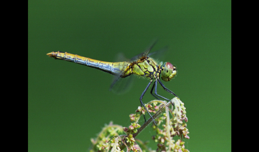 Un parcours naturaliste