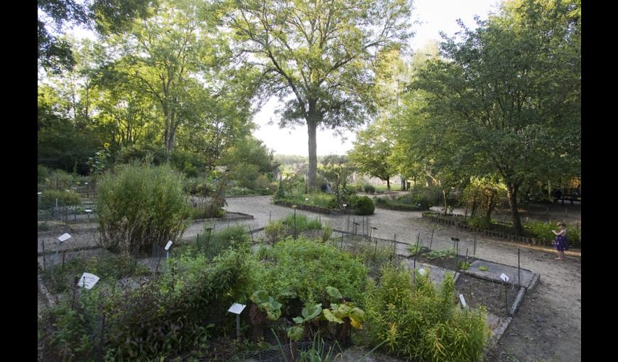 Le jardin des plantes médicinales de l'abbaye de Vauclair (Aisne)