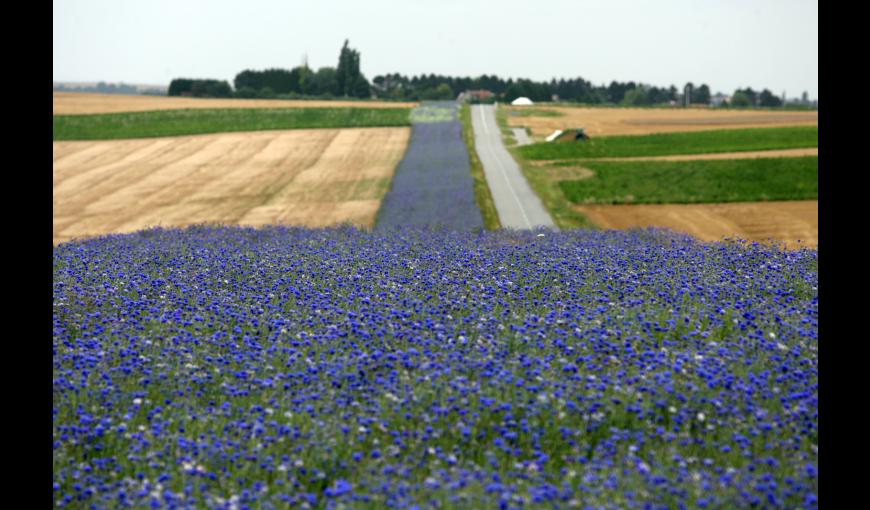 Bande de bleuets au bord de la route du Chemin des Dames (Aisne)