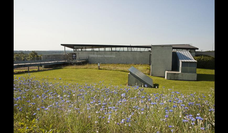 Bleuets devant la Caverne du Dragon-Musée du Chemin des Dames