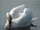 Cygne