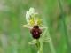 Ophrys sphegodes