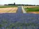 Bande de bleuets au bord de la route du Chemin des Dames (Aisne)