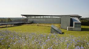 Bleuets devant la Caverne du Dragon-Musée du Chemin des Dames