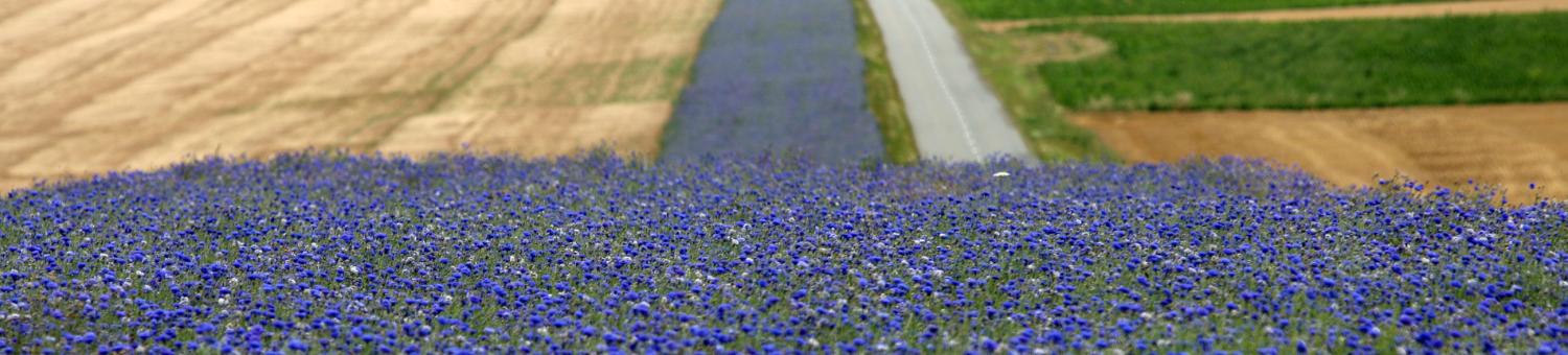 Bande de bleuets au bord de la route du Chemin des Dames (Aisne)