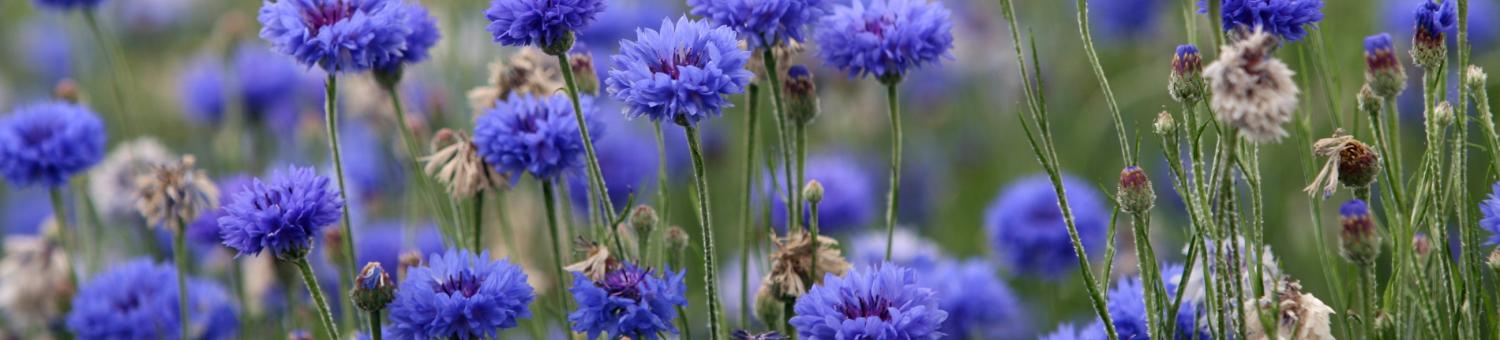 Bleuets sur le Chemin des Dames (Aisne)