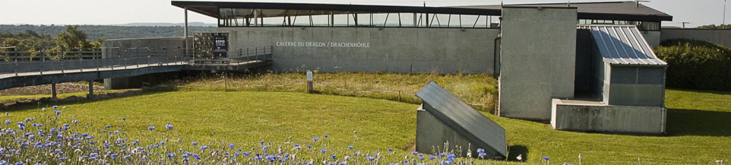 Bleuets devant la Caverne du Dragon-Musée du Chemin des Dames