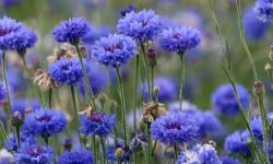 Bleuets sur le Chemin des Dames (Aisne)