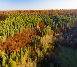 Forêt de Saint-Gobain