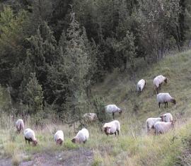 Moutons < Chermizy Ailles < Aisne